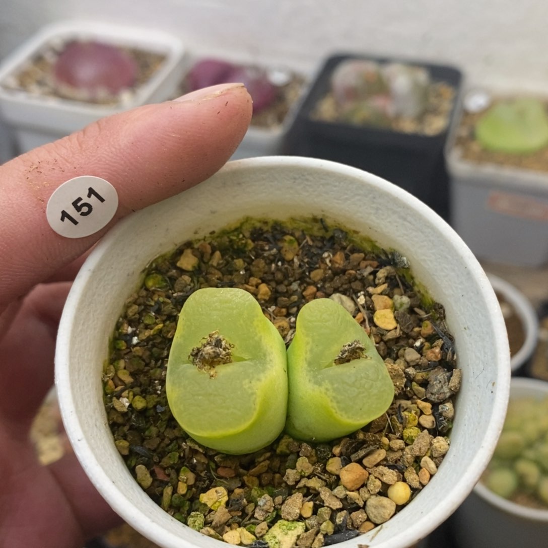 人***物专拍多肉福利151