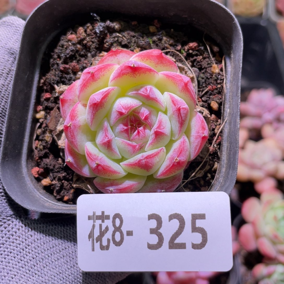 花利美8-325画扇 