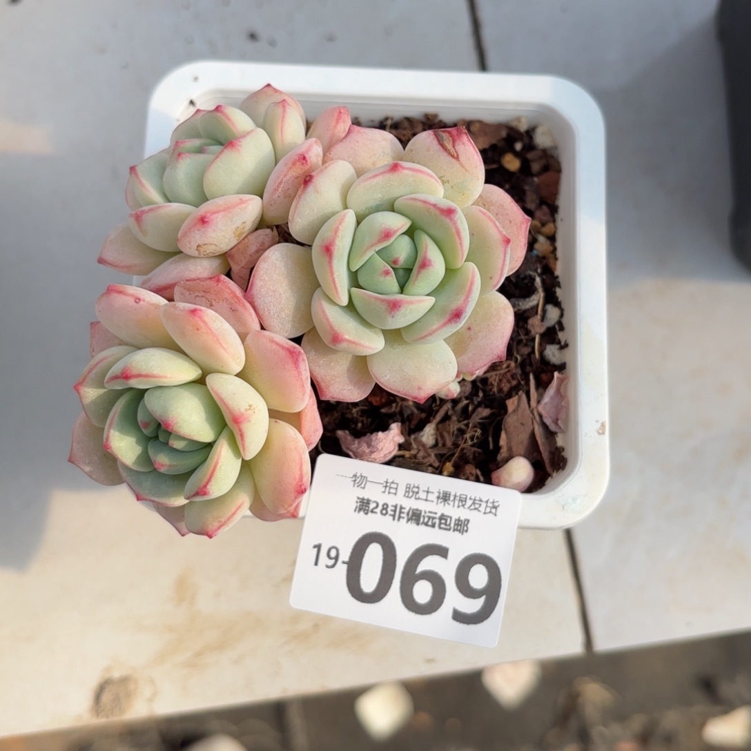 香草老桩多肉多肉