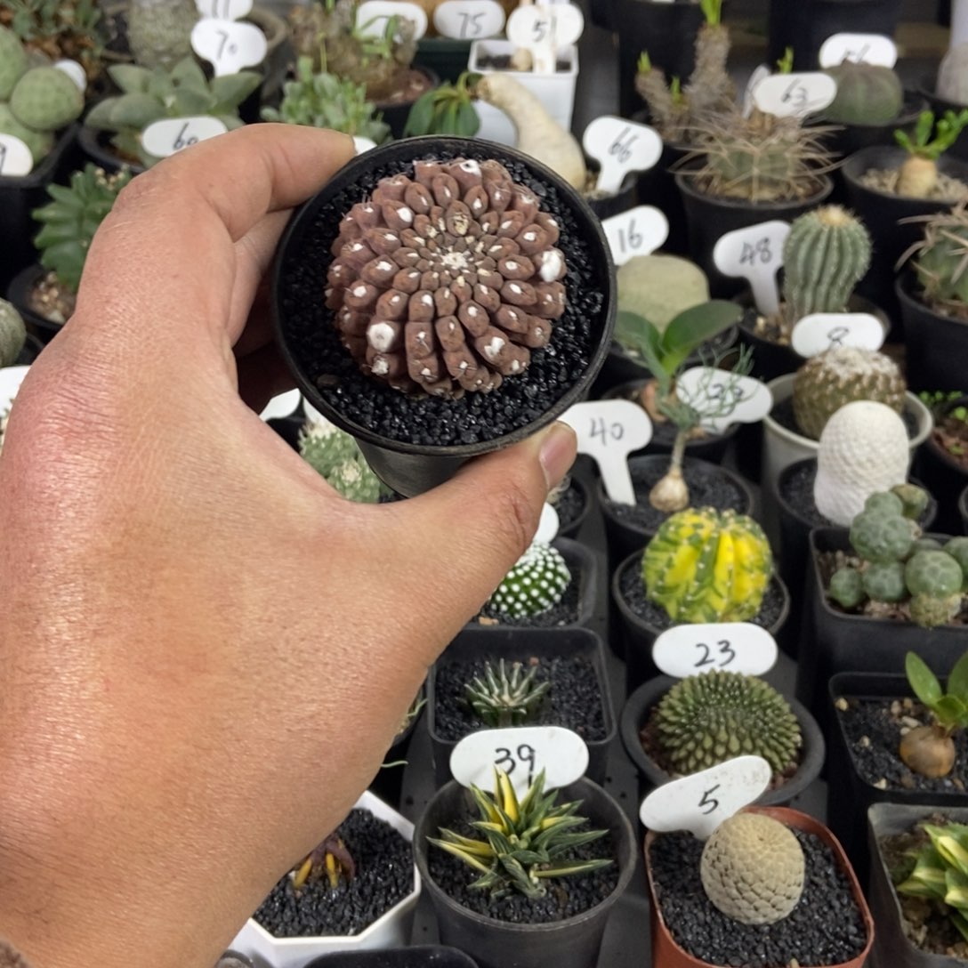 雷头一个一物一拍