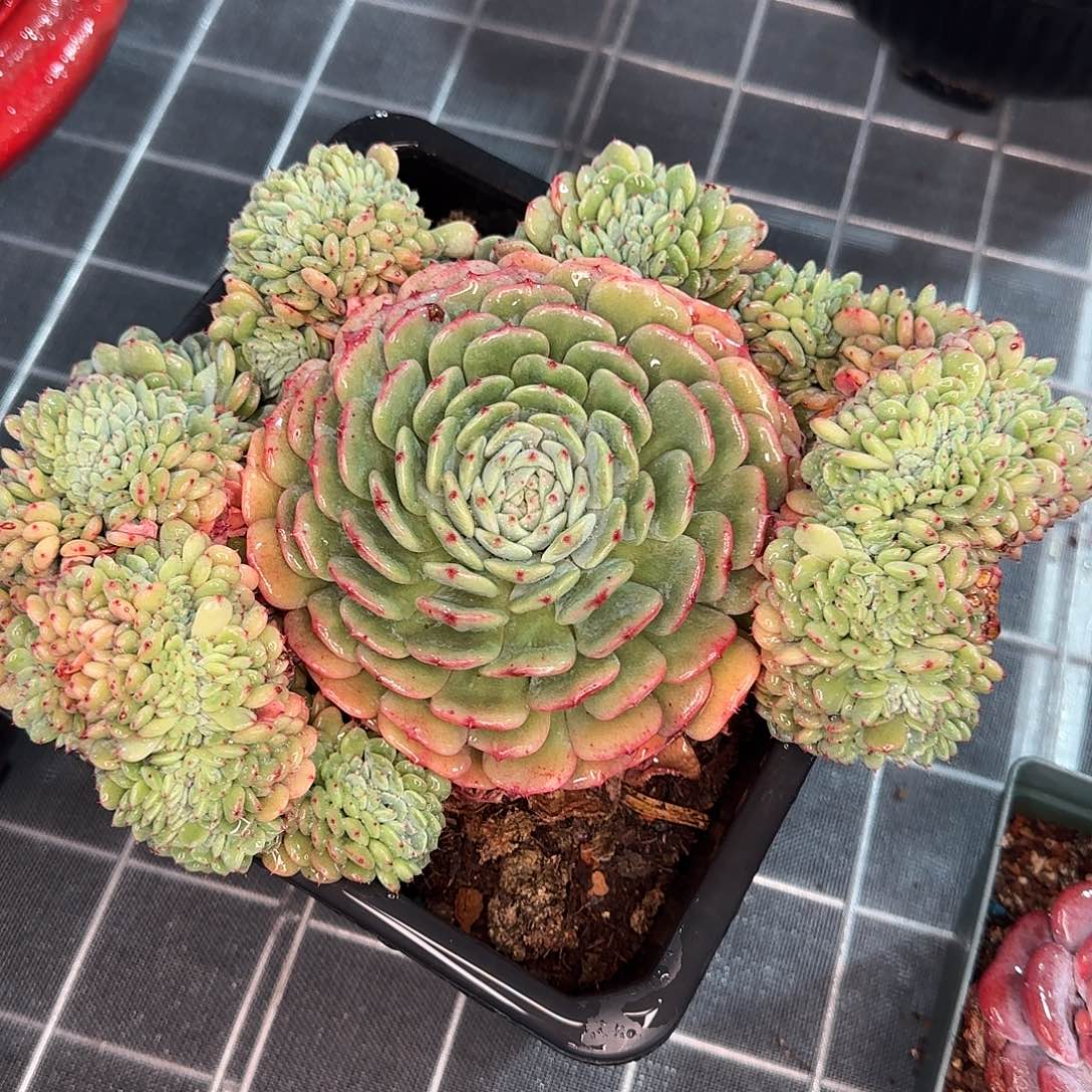 从前慢花园精选白胖子缀