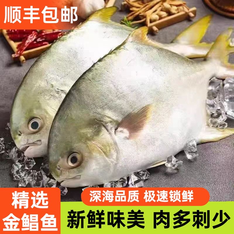 广西北海深海金鲳单条净重300-350克活鱼速冻锁鲜顺丰包邮