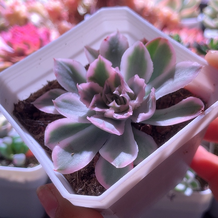 紫蝴蝶覆轮锦有根