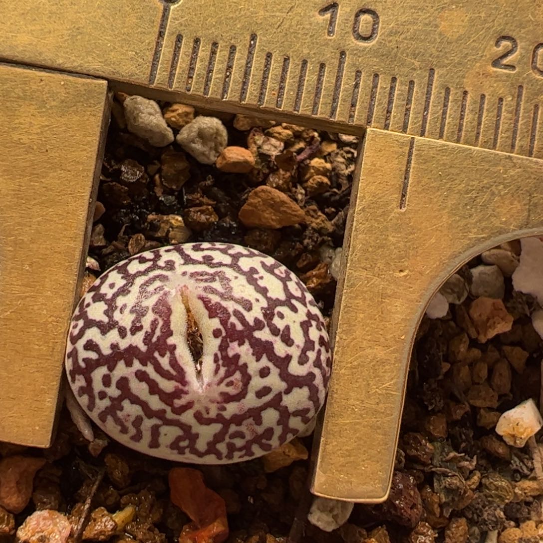 超级墨多肉植物百科