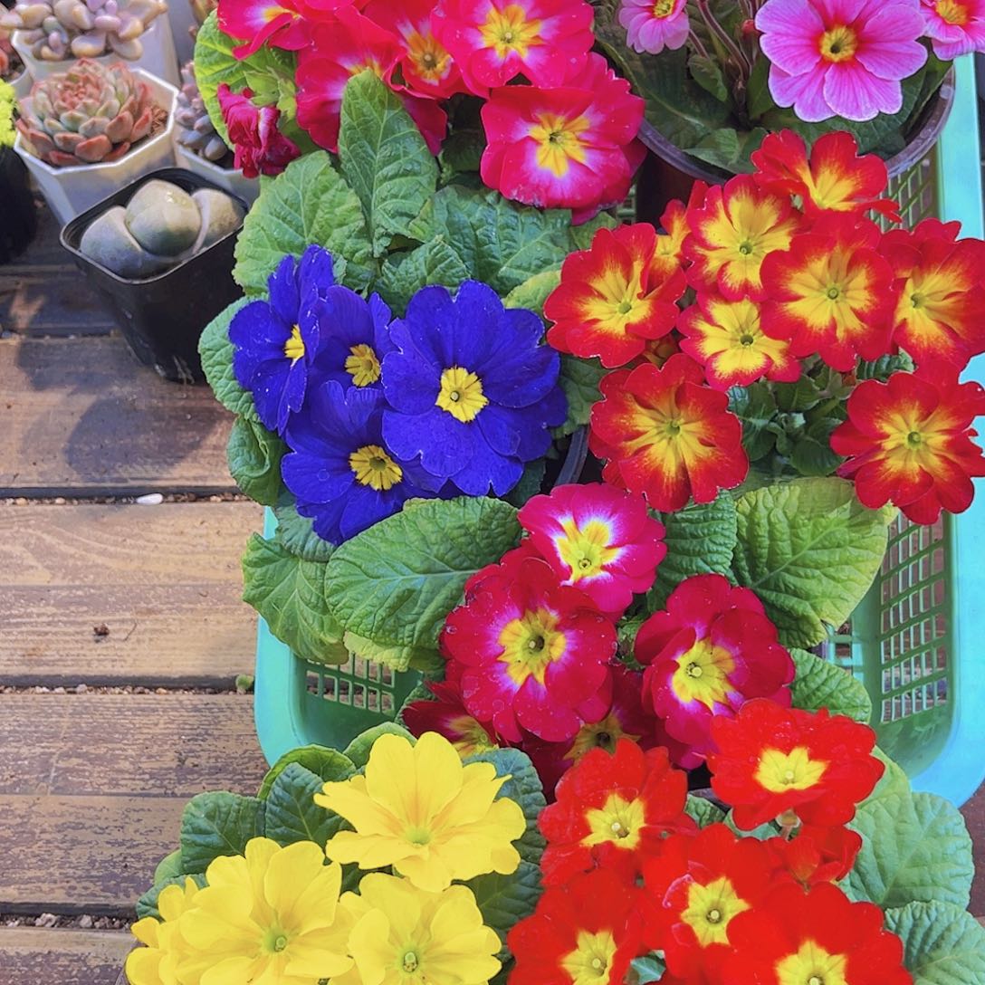 报春花盆11111111111111