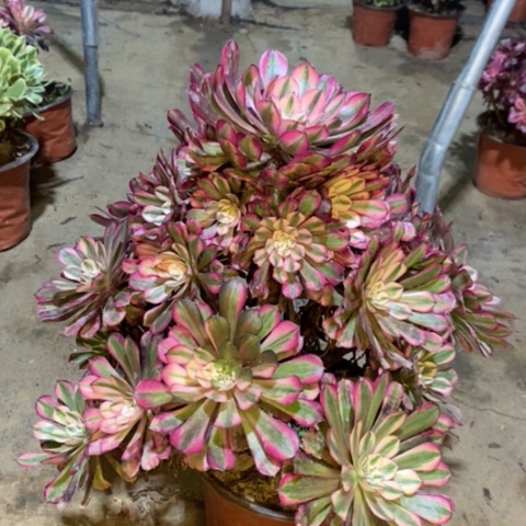 红桐白多肉植物042