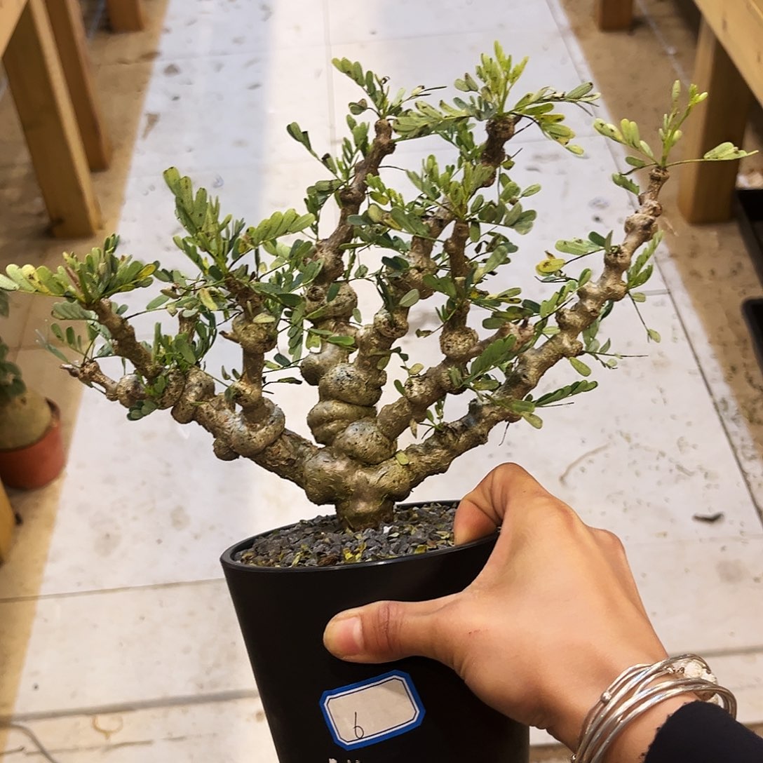 念珠沙漠苏木6号