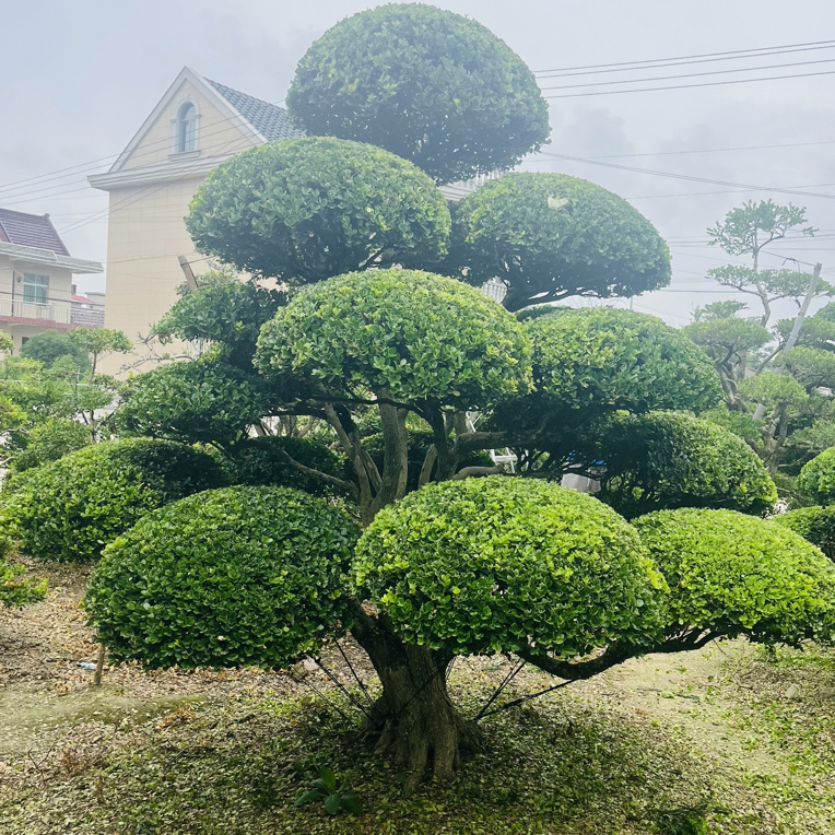 造型黄杨适合庭院别墅种植的观赏树