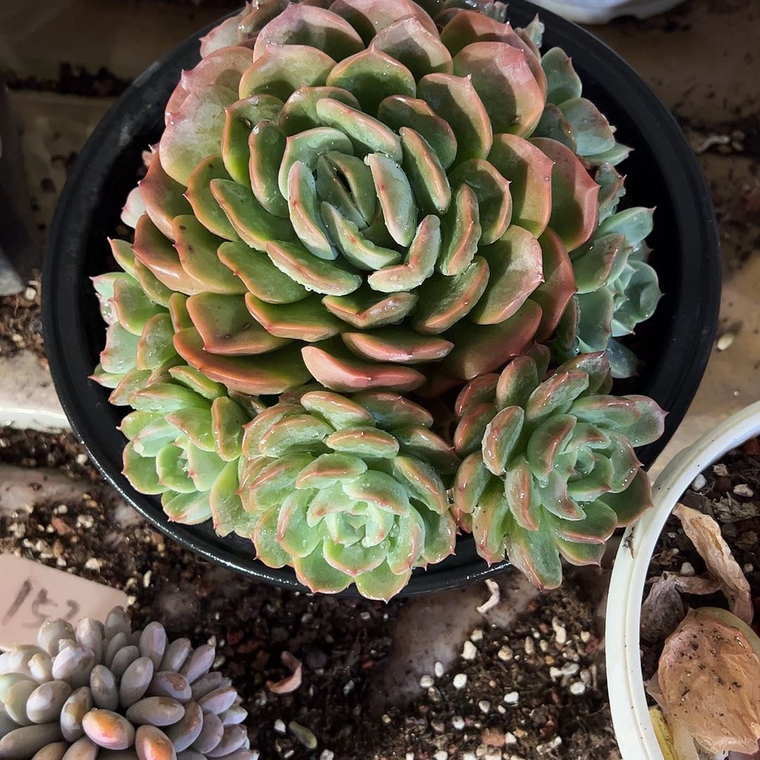 悦***阁珍妮系杂捧花多肉