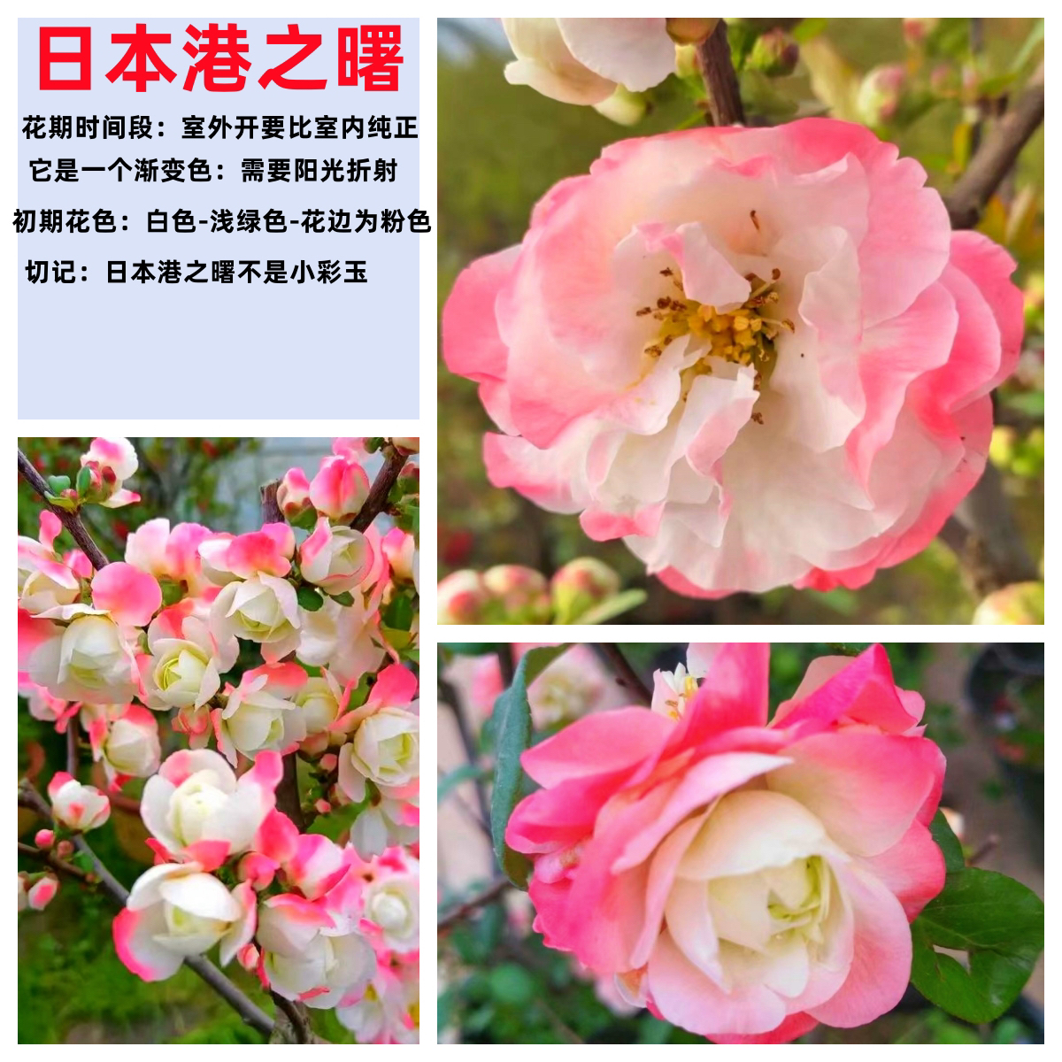 原生港之曙海棠花_四年桩一颗