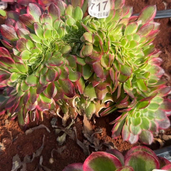 多肉法师哈，王缀化