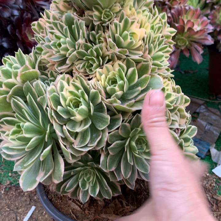 207多肉一物一拍