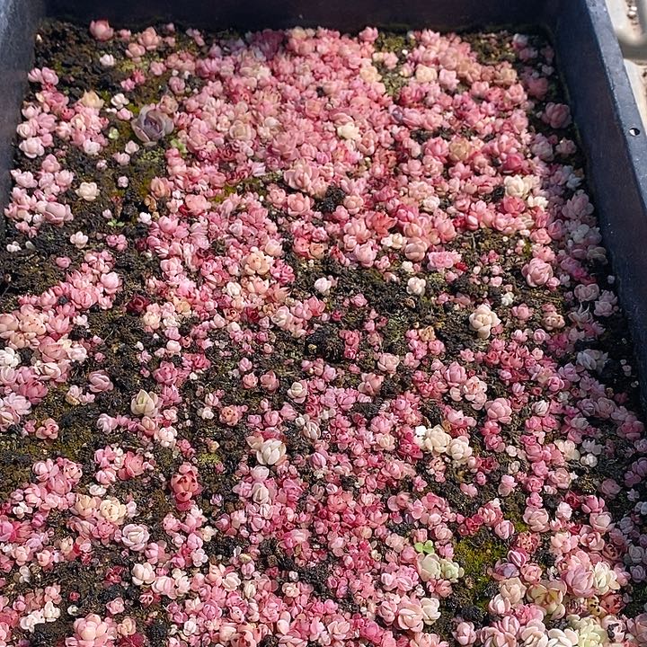 47 多肉植物盆栽花卉植物