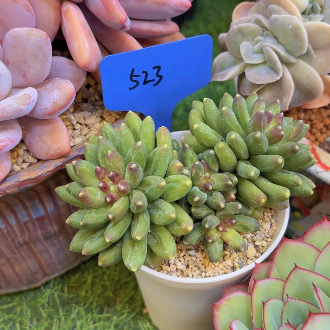 妍***妍云南金致家精品多肉