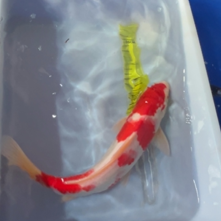 锦鲤锦鲤红白三段