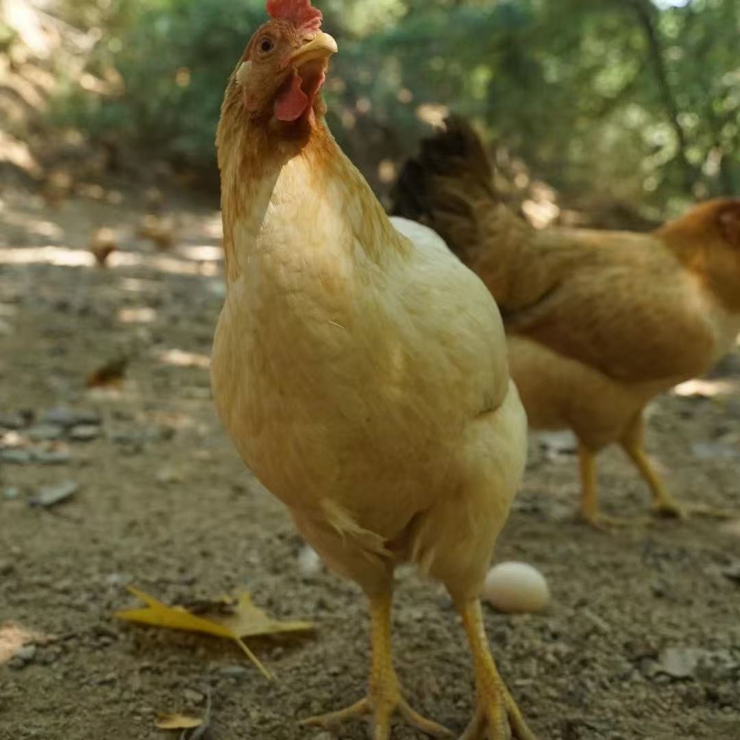 湖北农家自养果园生态散养溜达鸡黄油母鸡顺丰包邮
