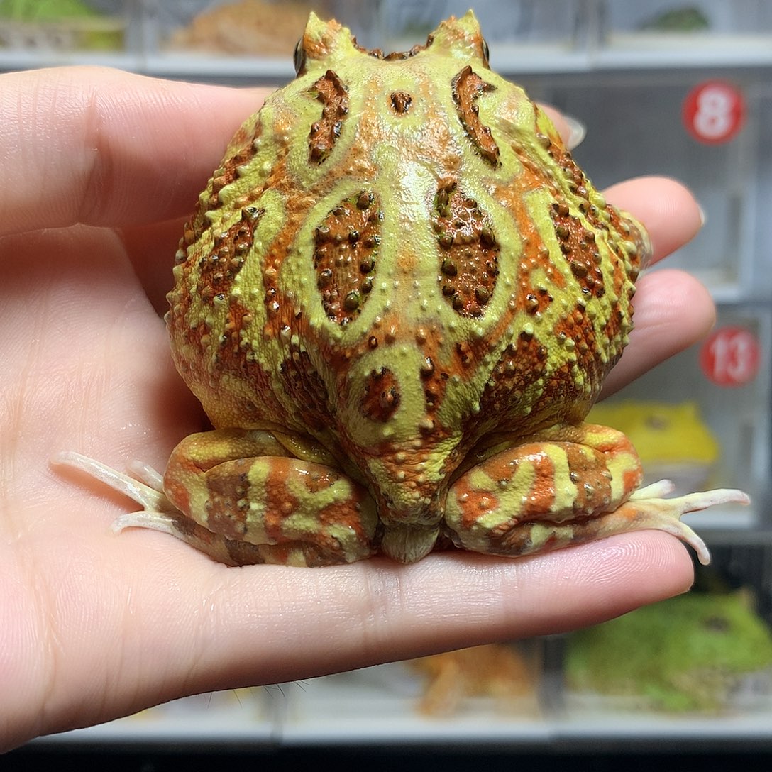 角蛙4132大原色公7厘米