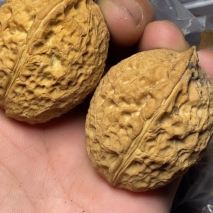 文玩核桃把件云南铁核桃115