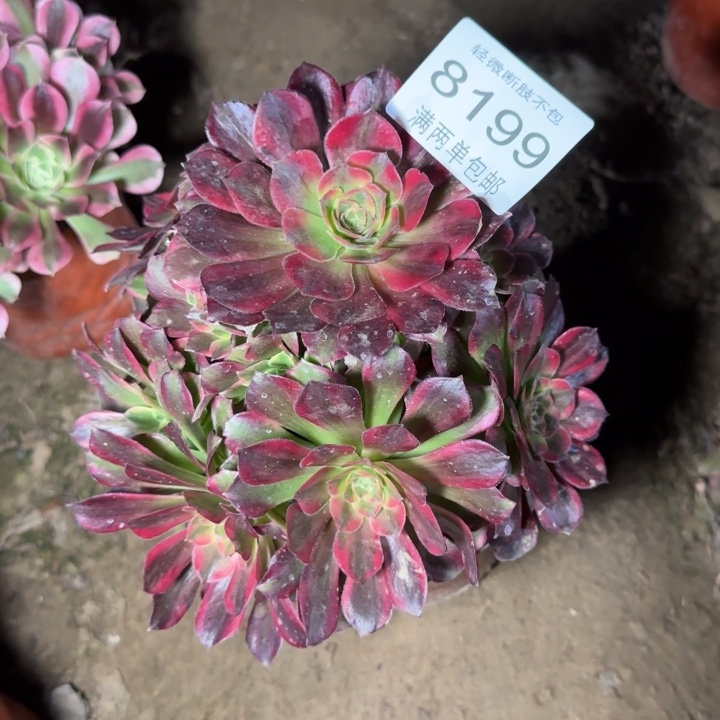 8199安娜多肉植物