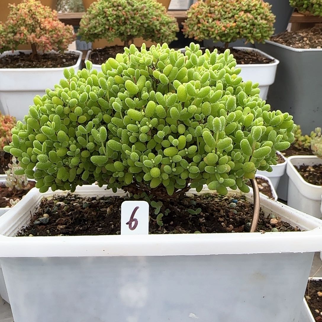 蜜橘糖球老桩福利