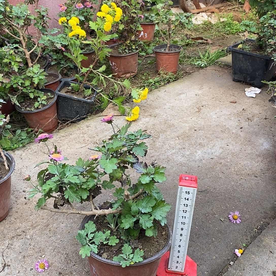 宝***海完全开放菊花菊花