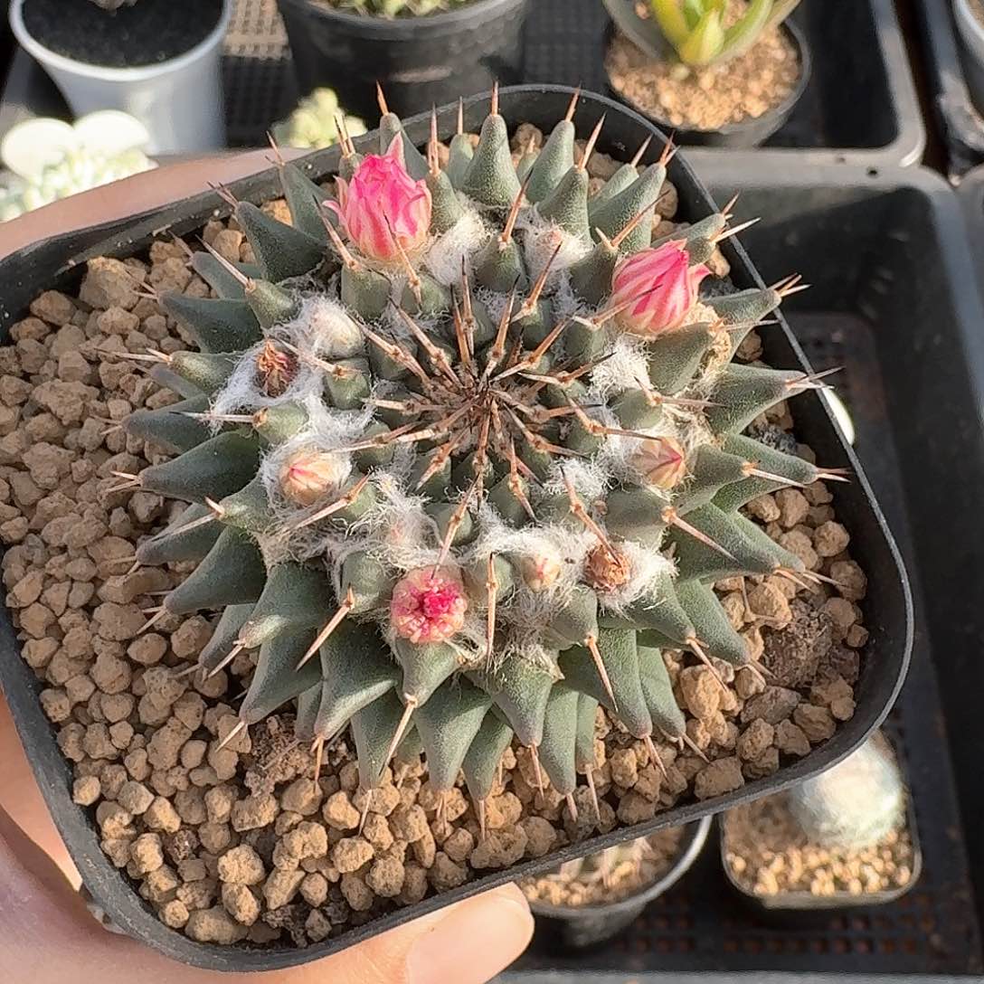 瓦格纳仙人球123