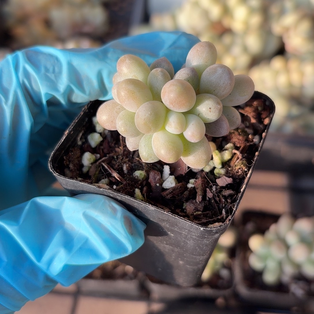 冬天多肉一物一拍