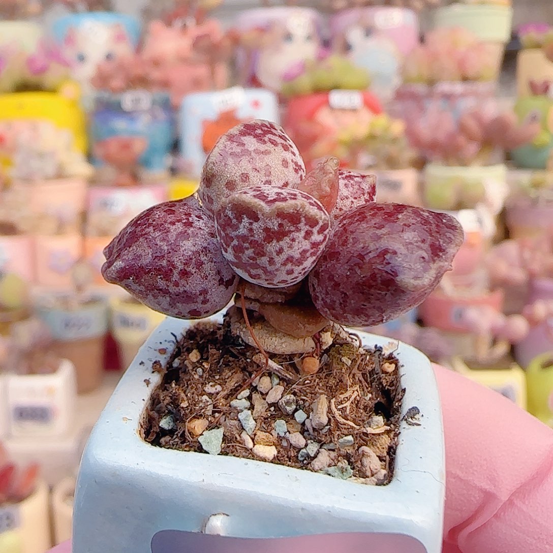  粉丸海豹 盆口2.5cm