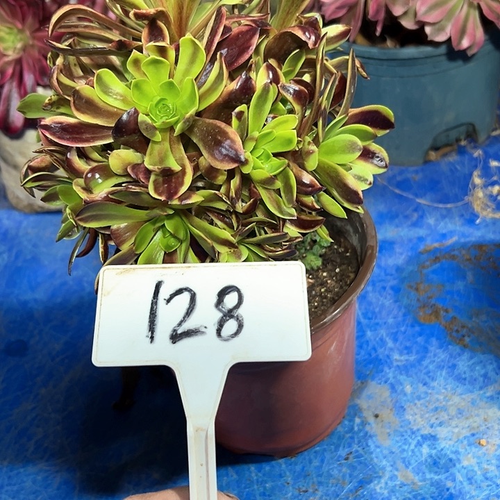 多肉植物欧嘉莉法师