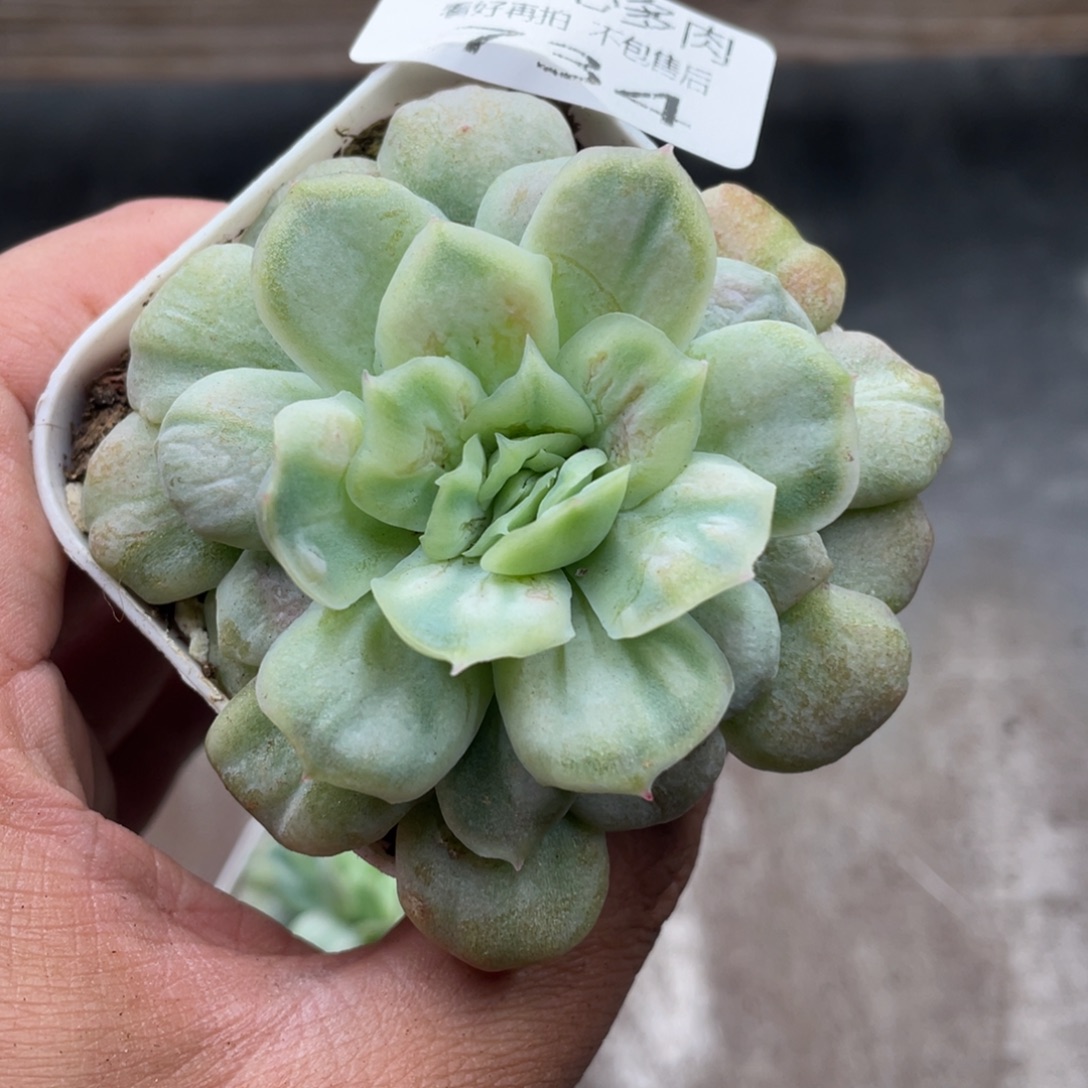 云糖心多肉植物734