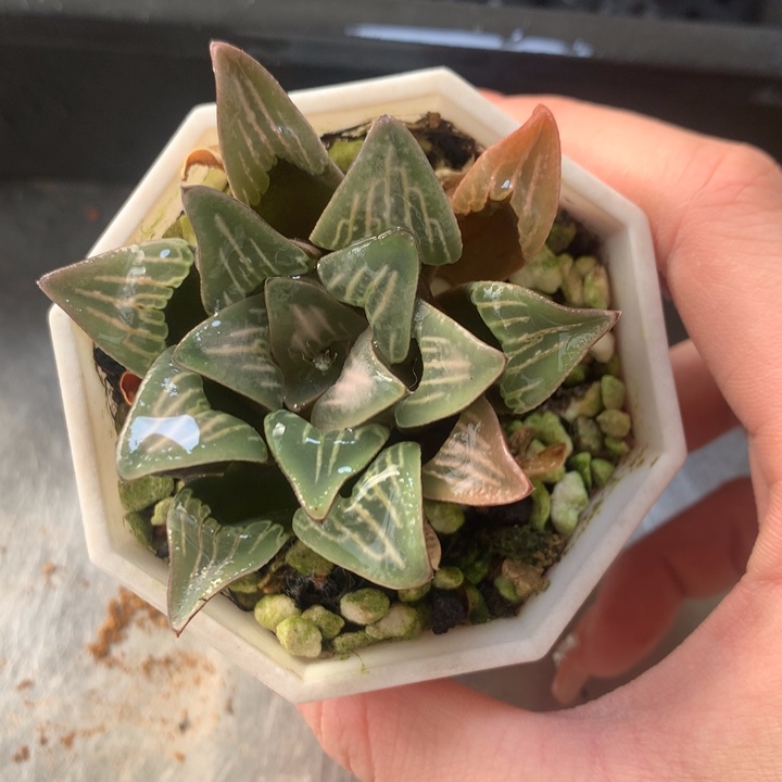 白寡妇一物一拍带盆