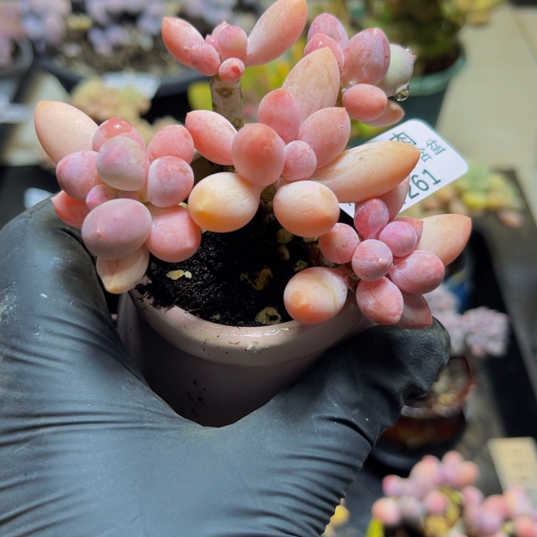 261黄金香水手指奶酪9厘米多肉