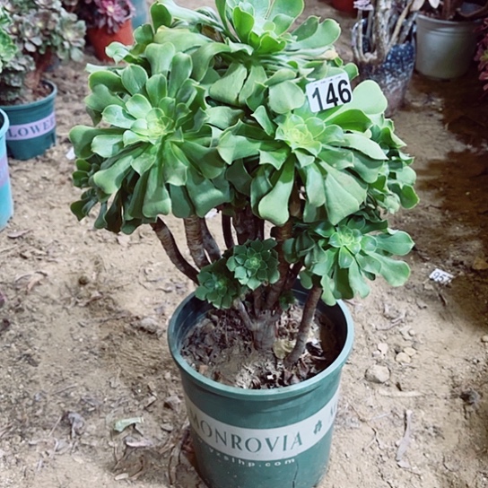 146绿羊绒老桩法师