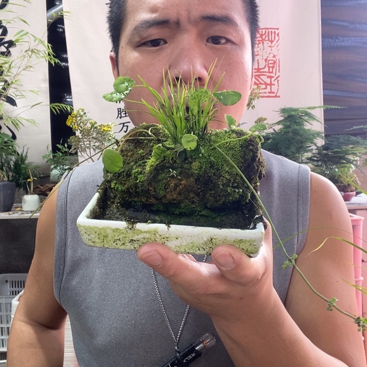 b****以实际为准盆景绿植盆栽1