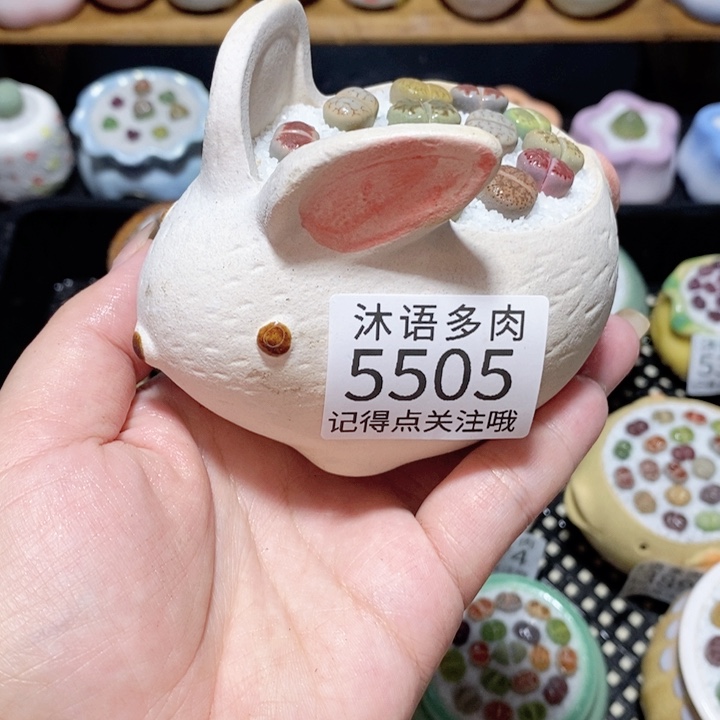 带盆土植物 一物一拍5505