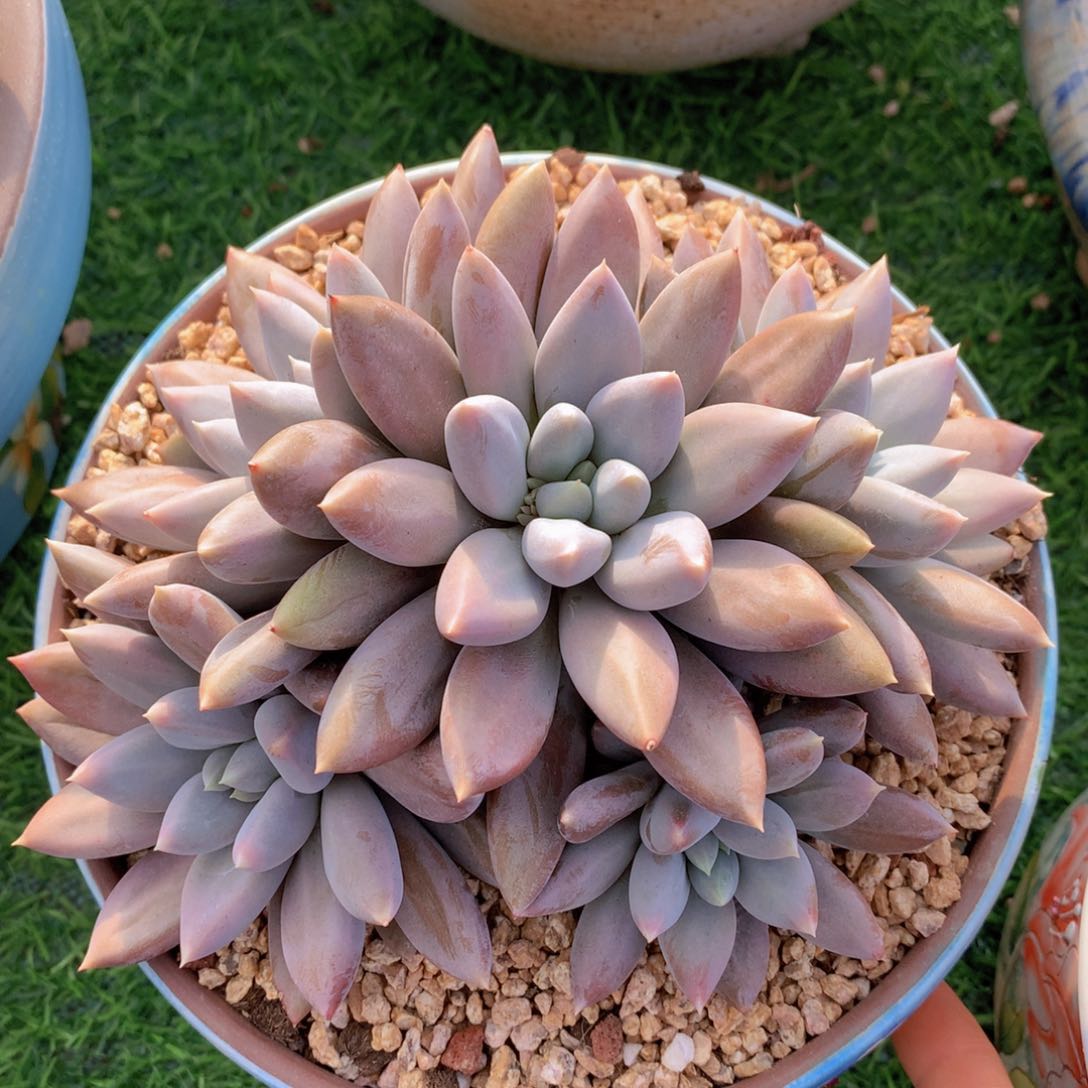 彩体哥特18 公分一物一拍