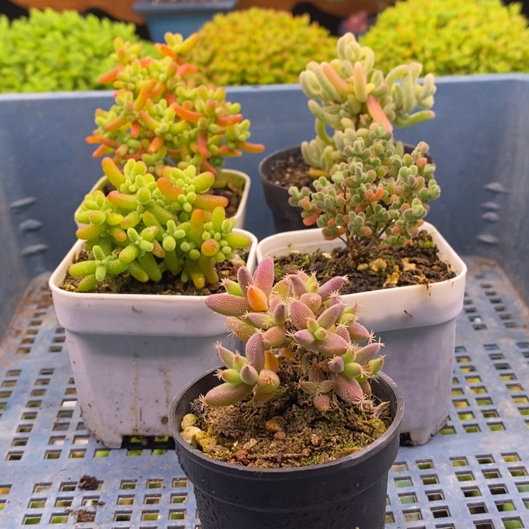 竹***）347五颗福利。      