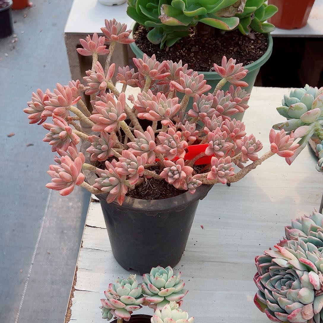 辰*1431秋丽多肉植物