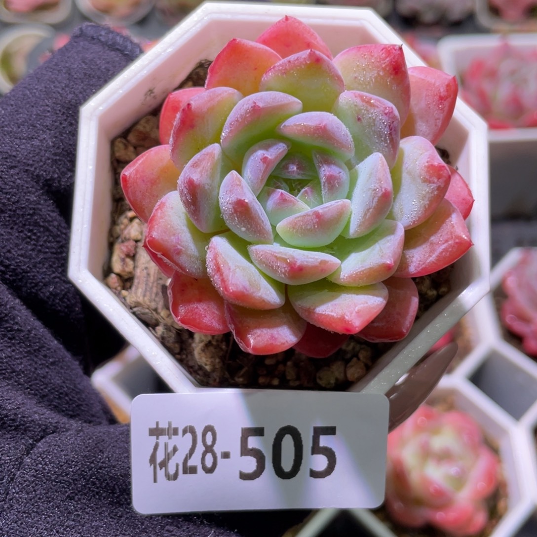 花利美28-505精选糖心