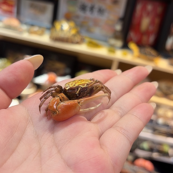 真实小招潮蟹标本