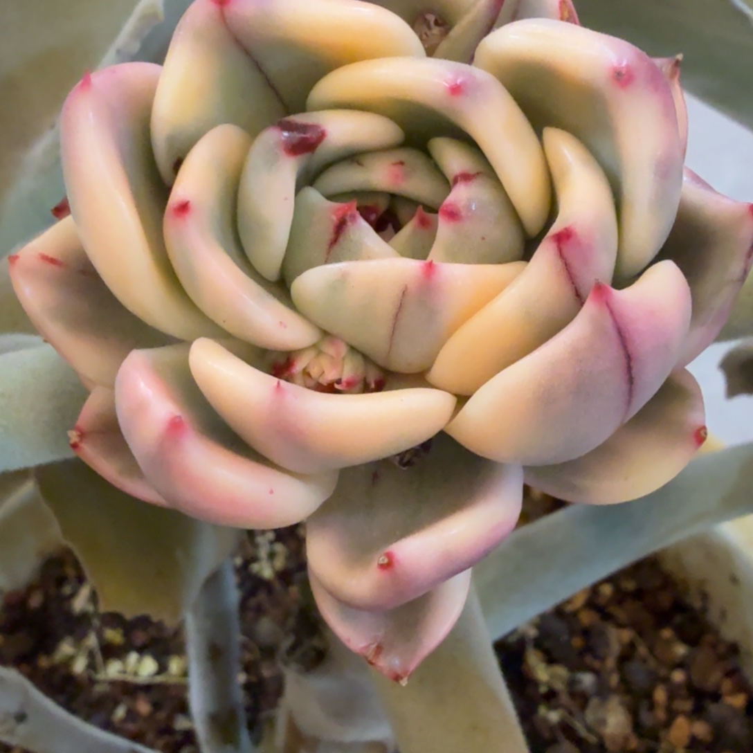 月***汐无名 安吉园艺锦锦锦