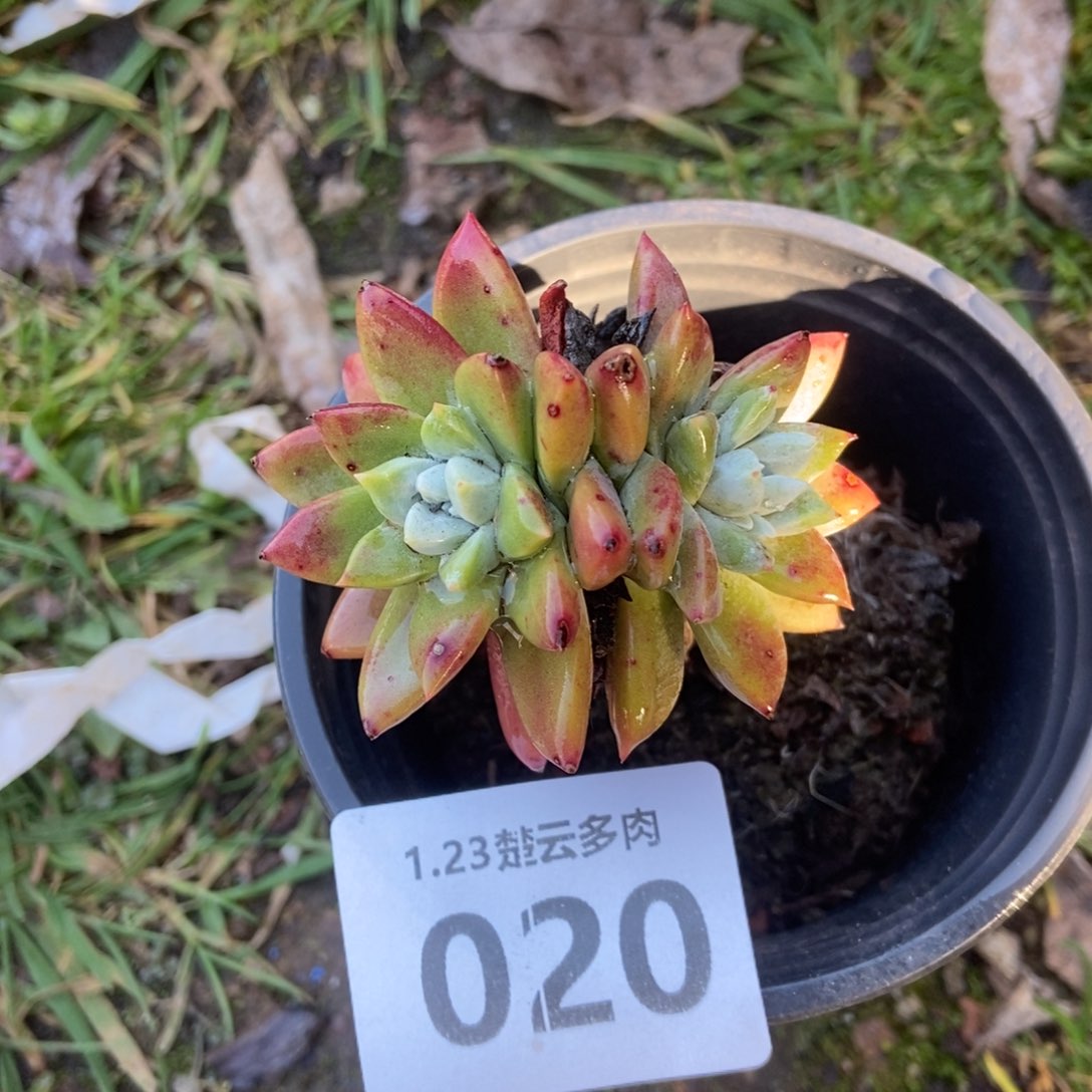 020厚叶玫瑰多肉植物