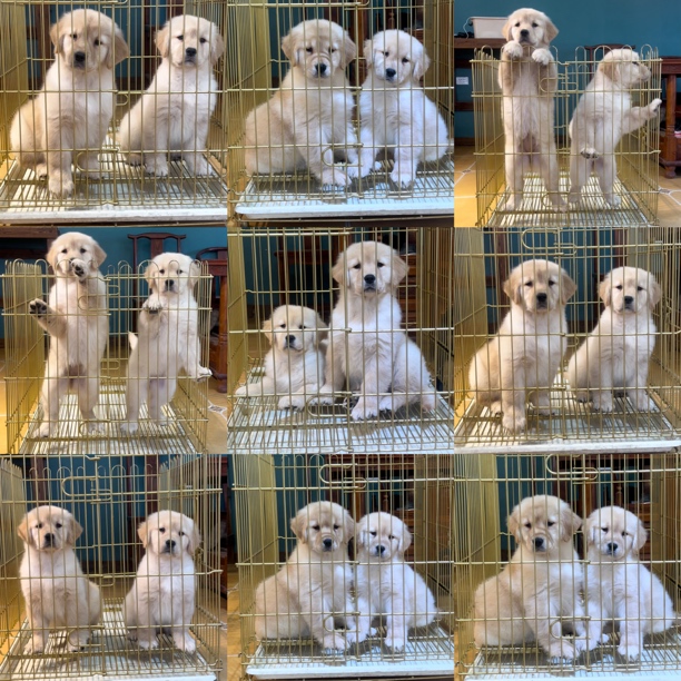 黄金彼岸犬舍宠物相册