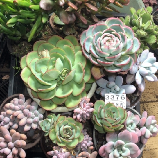 框拍，3376，一物一拍