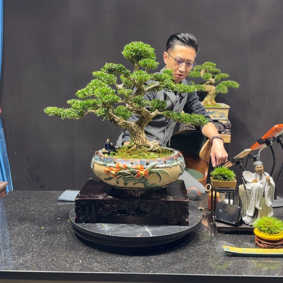 @***同以实际为准黄杨室内室外盆景艺术