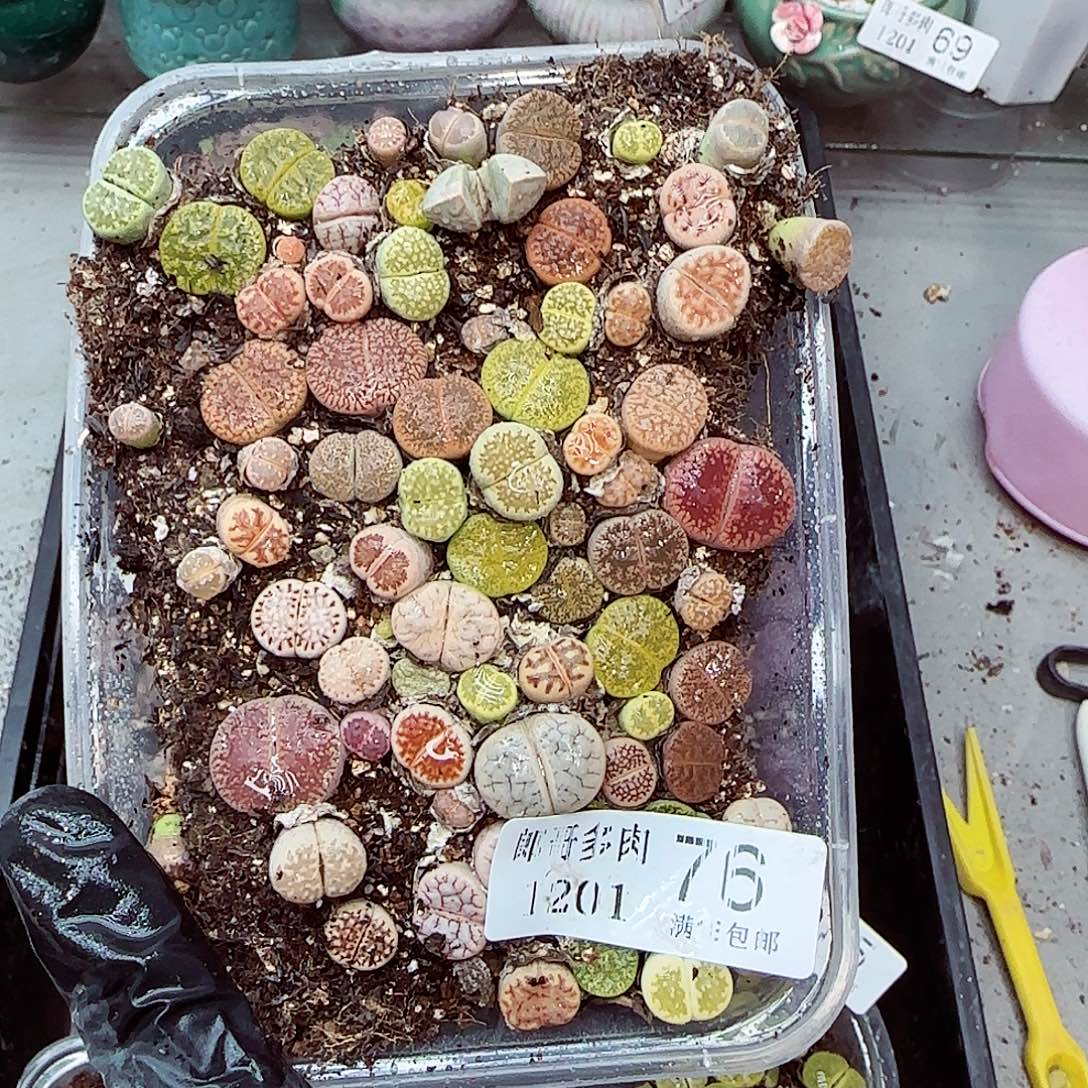 生石花满18包邮1201-76