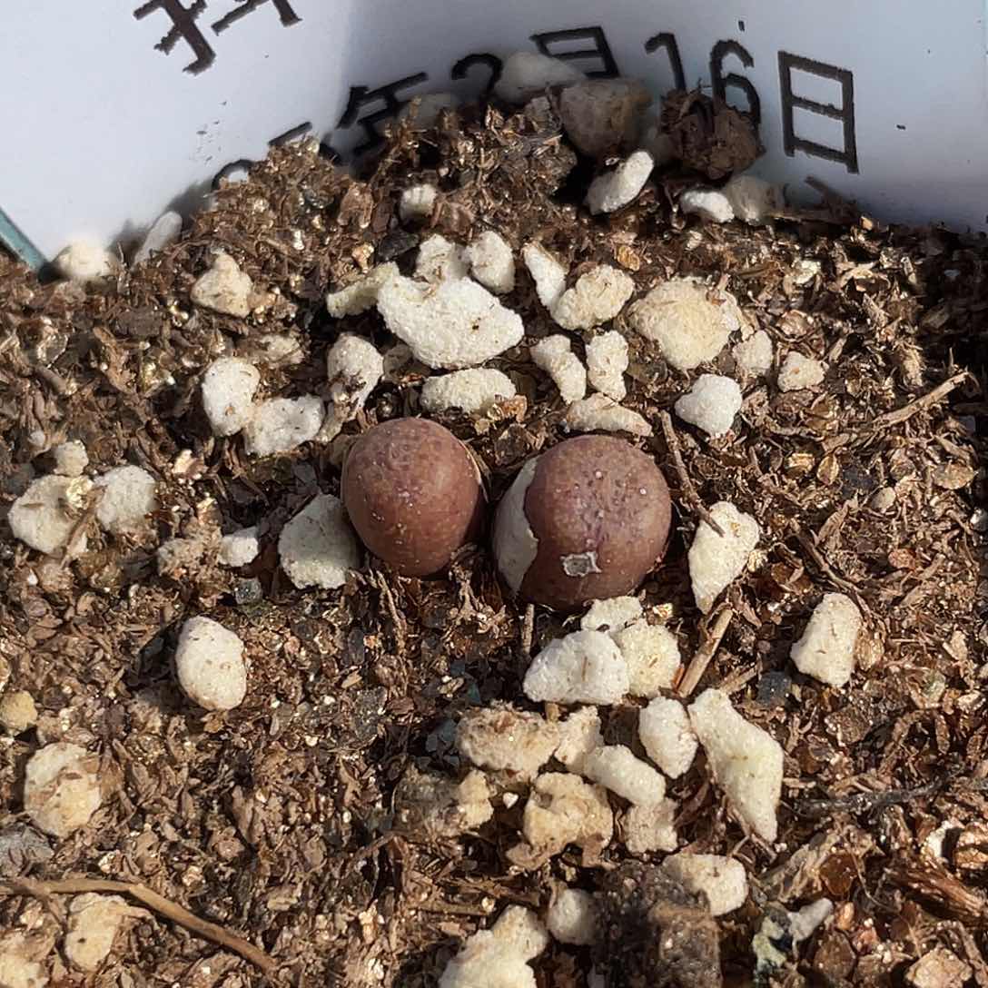 16-55猪皮多肉植物