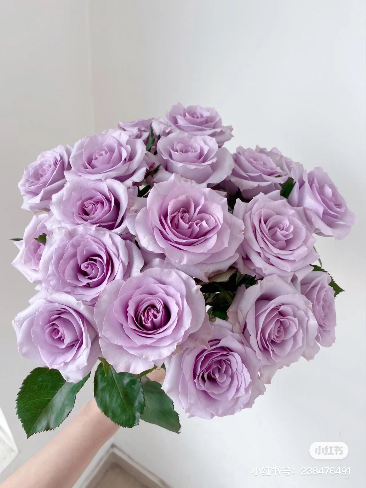 【玫瑰】海洋之歌 拍下三单及以上顺丰空运包邮10支装%20不售后