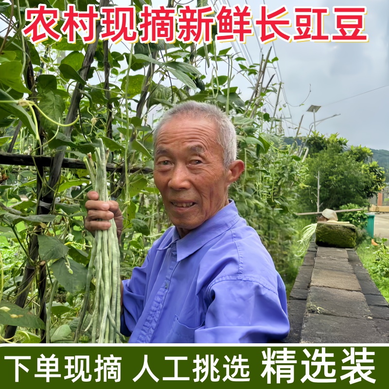 江西修水新鲜长豇豆长豆角现摘新鲜蔬菜可腌制酸豆角当季时令蔬菜