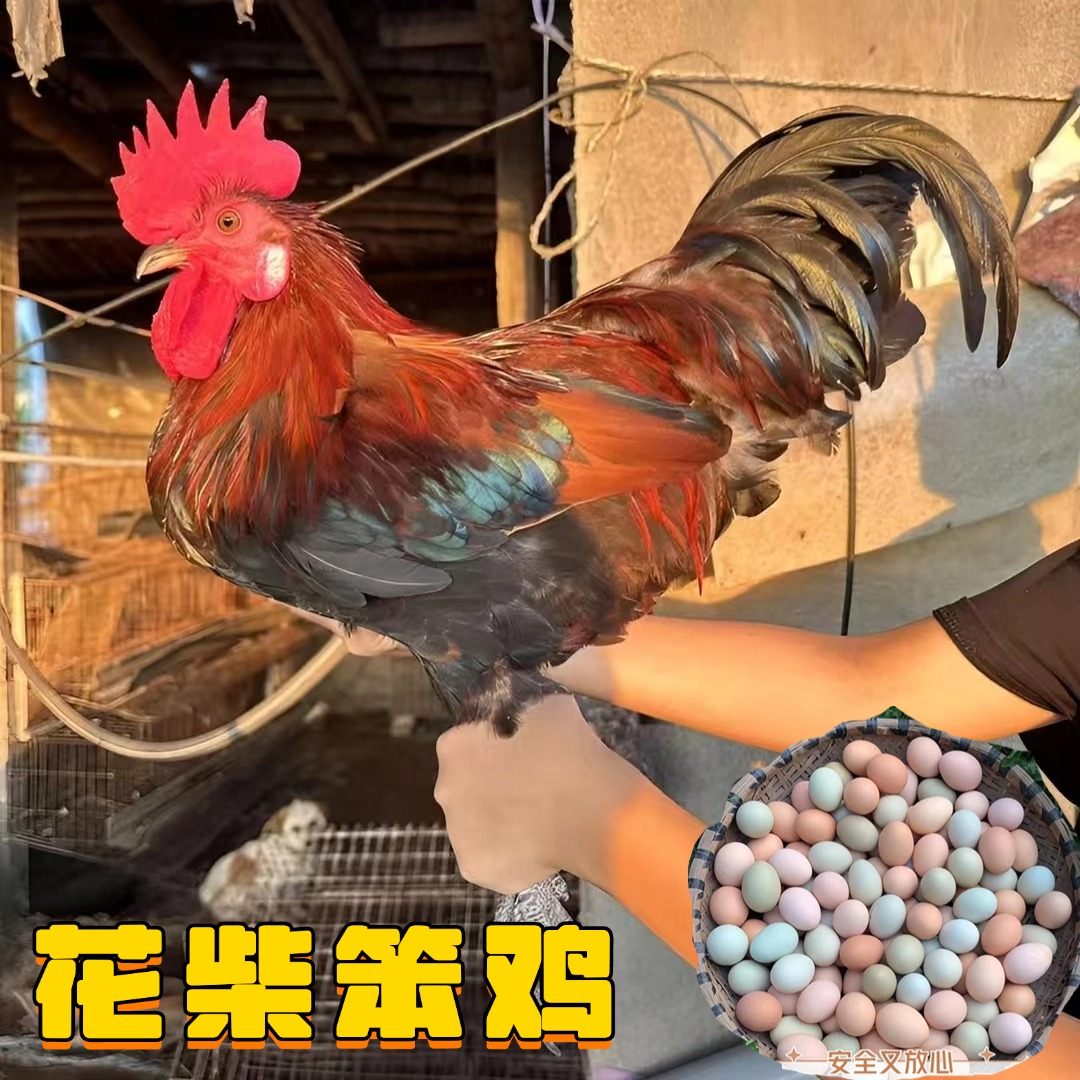花柴土鸡高产绿壳蛋宠物鸡半斤以上发货到家